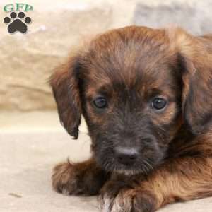 Jesse, Jack-a-poo Puppy
