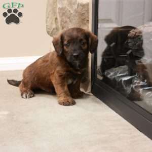 Jesse, Jack-a-poo Puppy