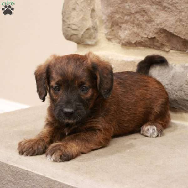 Jesse, Jack-a-poo Puppy