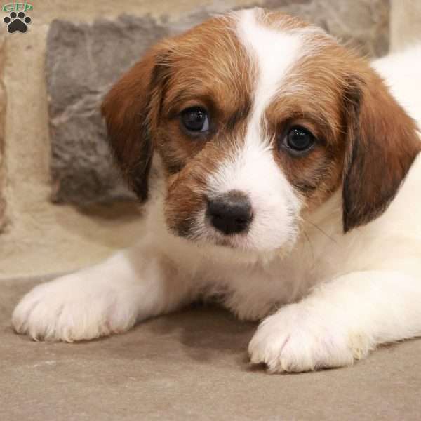 Jordan, Jack-a-poo Puppy