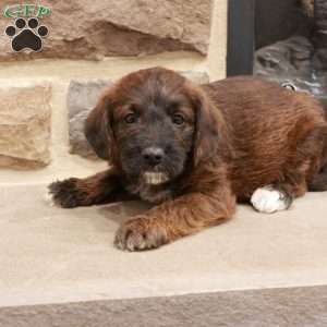 Jeff, Jack-a-poo Puppy