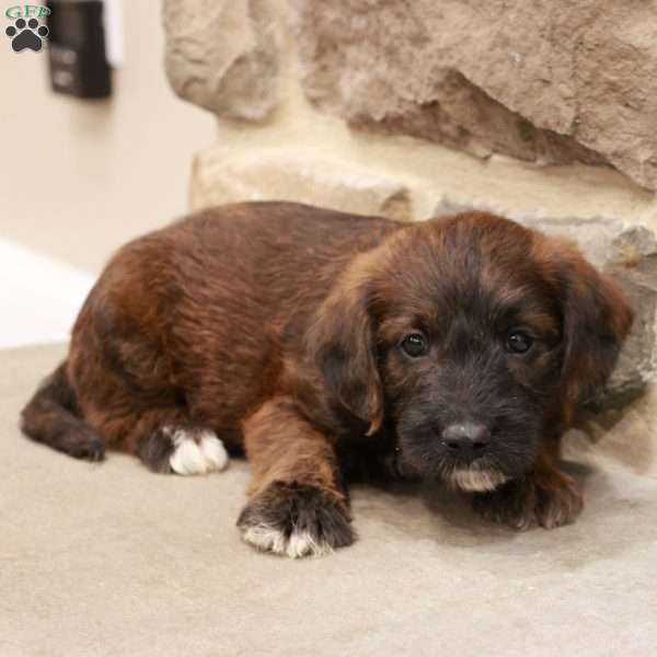 Jeff, Jack-a-poo Puppy