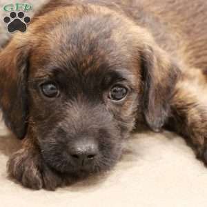 John, Jack-a-poo Puppy