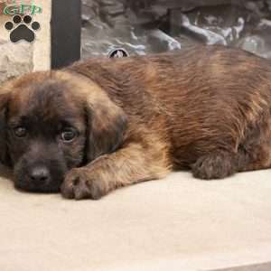John, Jack-a-poo Puppy