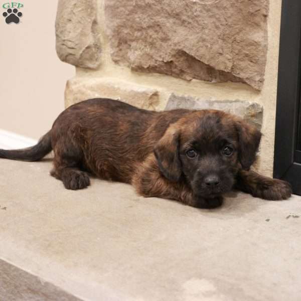John, Jack-a-poo Puppy