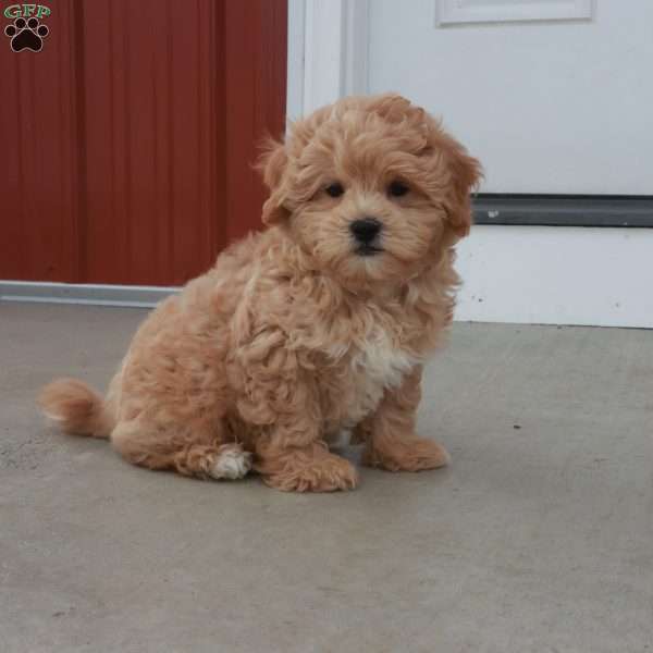 Stephen, Shih-Poo Puppy