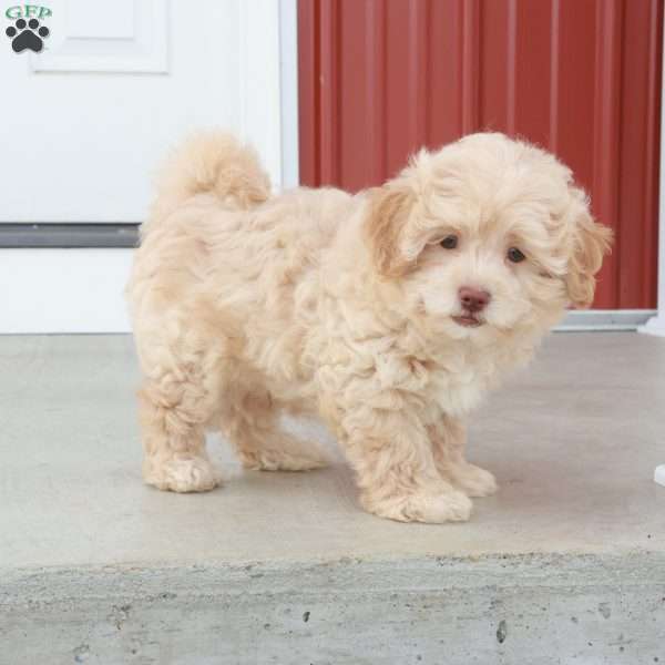 Sawyer, Shih-Poo Puppy