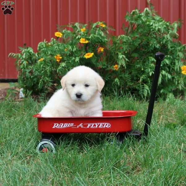 Corinthia, American Eskimo Mix Puppy