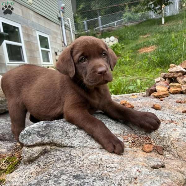 Spring, Chocolate Labrador Retriever Puppy