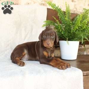 Scotty, Doberman Pinscher Puppy