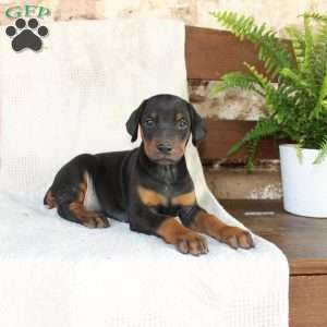 Spot, Doberman Pinscher Puppy