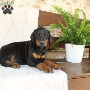 Sheila, Doberman Pinscher Puppy