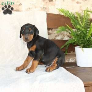 Simba, Doberman Pinscher Puppy