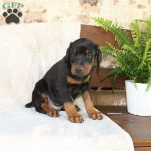 Sparky, Doberman Pinscher Puppy