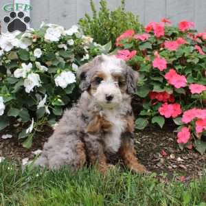 Harmony, Mini Bernedoodle Puppy