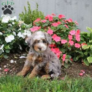 Heather, Mini Bernedoodle Puppy