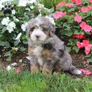 Heidi, Mini Bernedoodle Puppy
