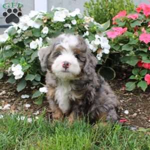 Hunter, Mini Bernedoodle Puppy