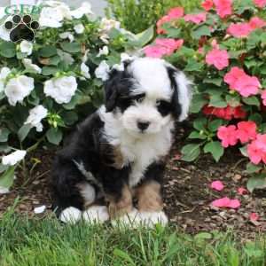 Hudson, Mini Bernedoodle Puppy