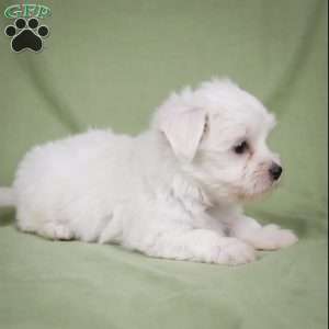 Fredy, Maltese Puppy