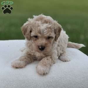 Blaire, Miniature Poodle Puppy