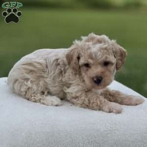 Blaire, Miniature Poodle Puppy