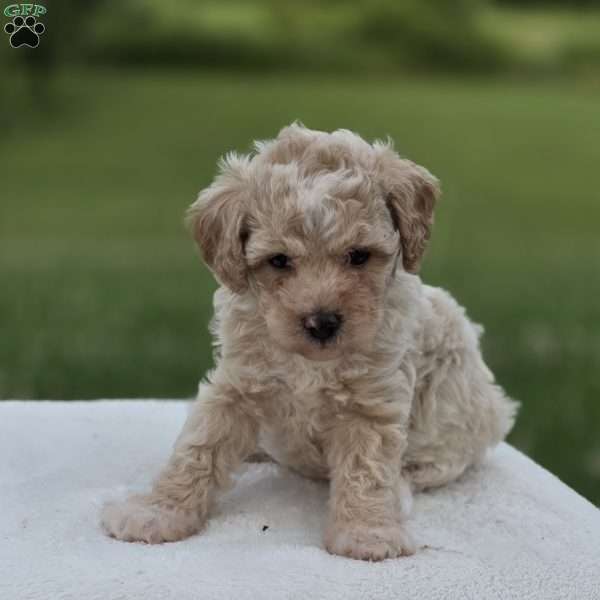 Blaire, Miniature Poodle Puppy