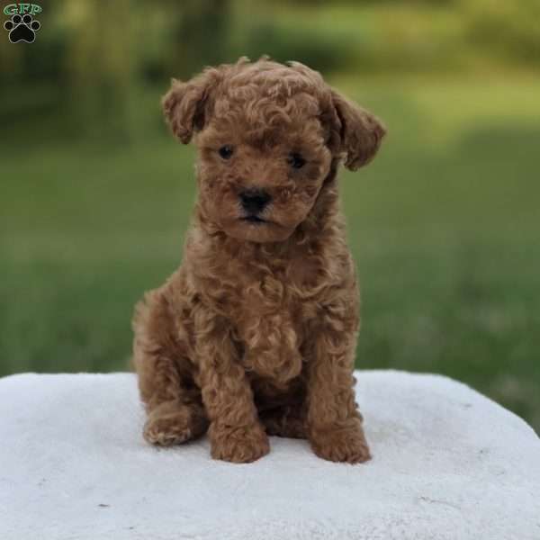Baxter, Miniature Poodle Puppy