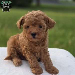 Baxter, Miniature Poodle Puppy
