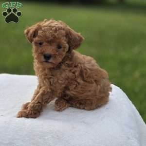 Baxter, Miniature Poodle Puppy