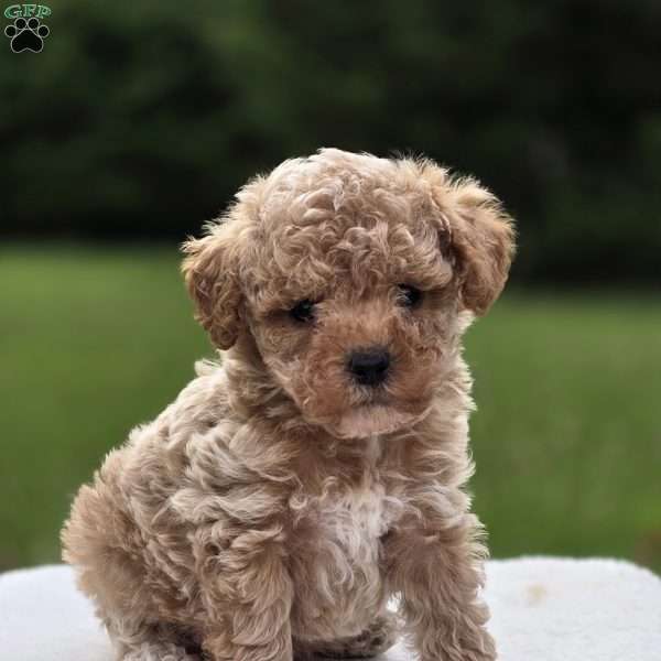 Baylor, Miniature Poodle Puppy