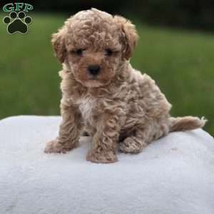Baylor, Miniature Poodle Puppy