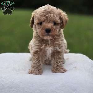 Baylor, Miniature Poodle Puppy