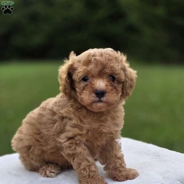 Britni, Miniature Poodle Puppy