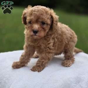 Britni, Miniature Poodle Puppy