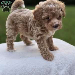 Bella, Miniature Poodle Puppy