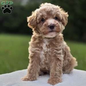Bella, Miniature Poodle Puppy