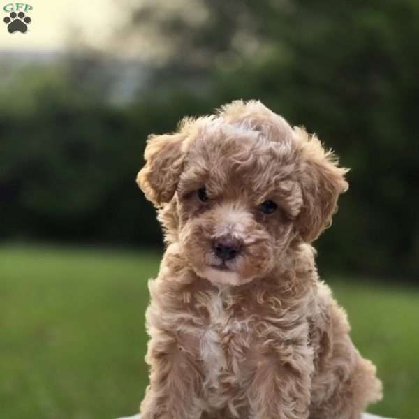 Bella, Miniature Poodle Puppy