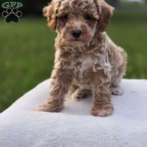 Bailey, Miniature Poodle Puppy
