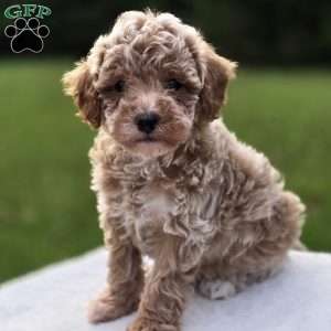 Bailey, Miniature Poodle Puppy