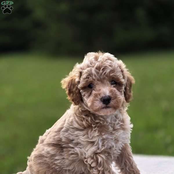 Bailey, Miniature Poodle Puppy
