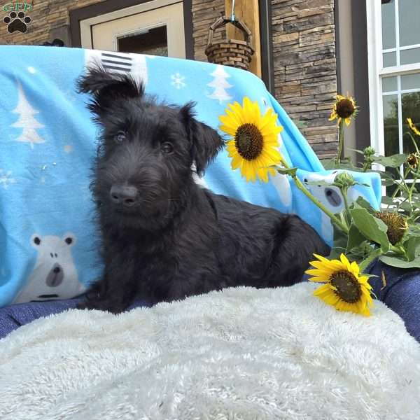 Wanda, Scottish Terrier Puppy