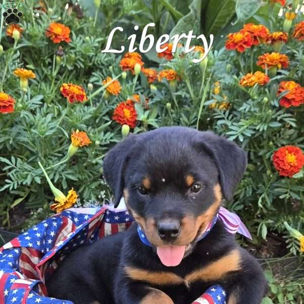 Liberty, Rottweiler Puppy