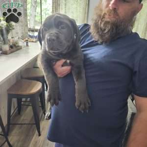 Scarlett, Cane Corso Puppy