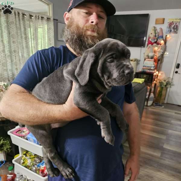 Scarlett, Cane Corso Puppy