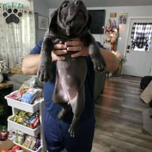 Scarlett, Cane Corso Puppy