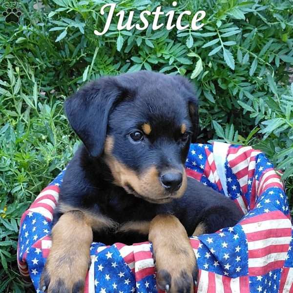 Justice, Rottweiler Puppy