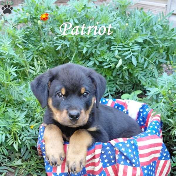 Patriot, Rottweiler Puppy