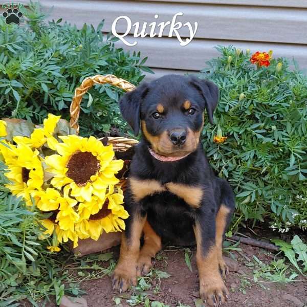 Quirky, Rottweiler Puppy