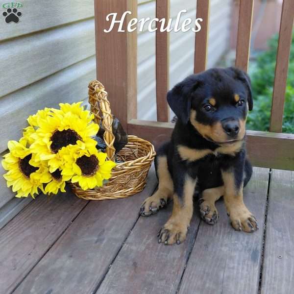 Hercules, Rottweiler Puppy